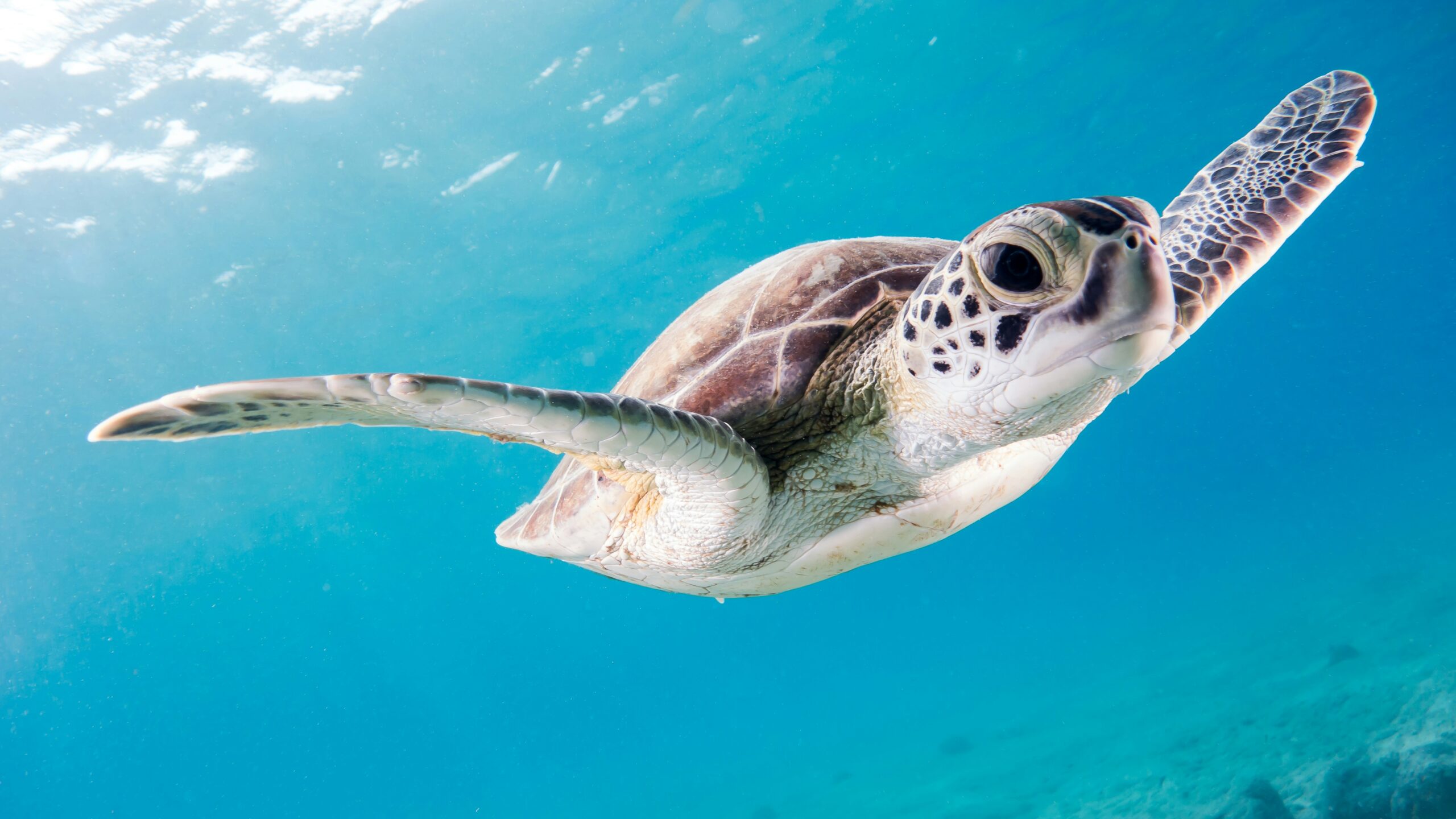 sea turtle underwater