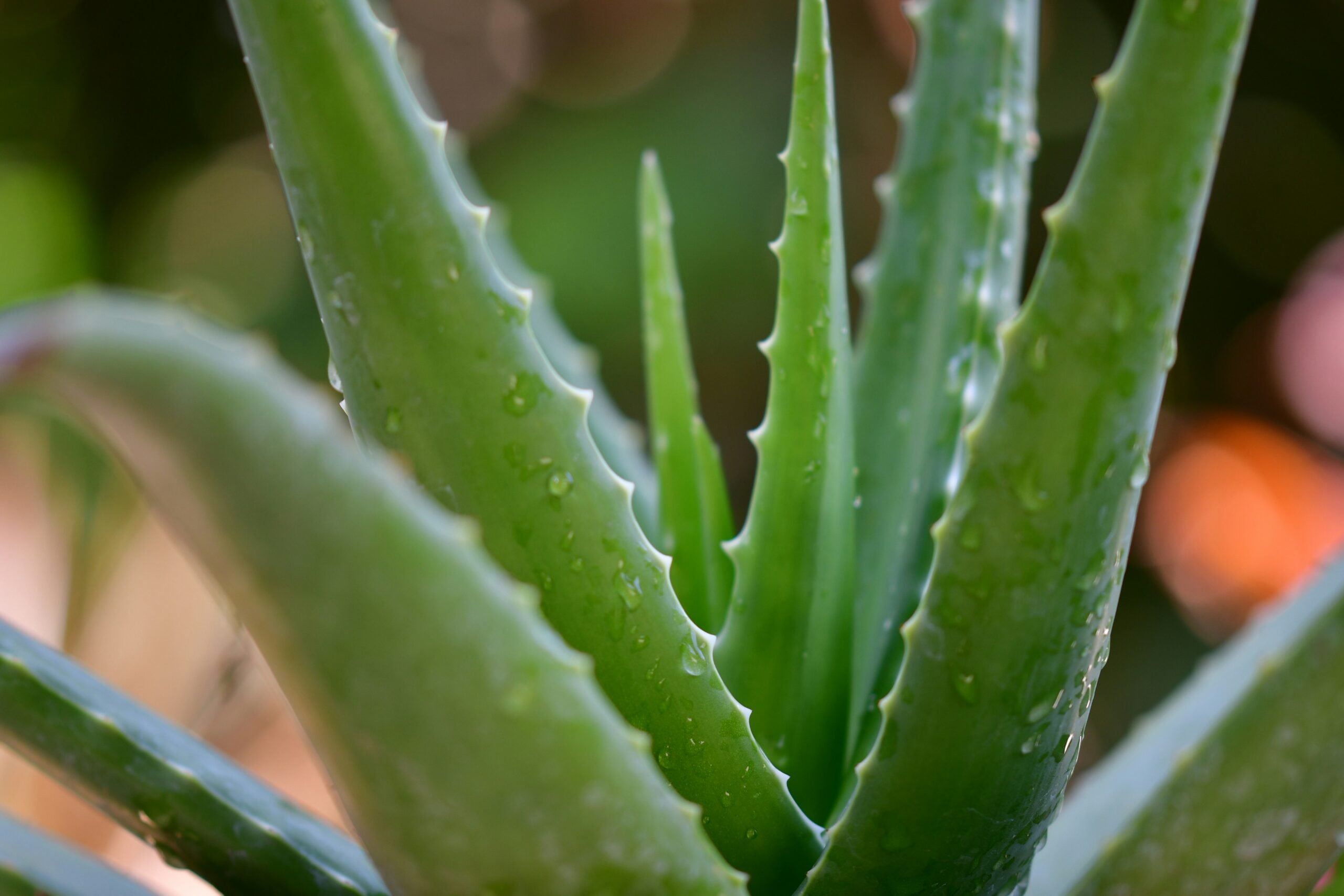 aloe vera plant to use for moisturizing face mask